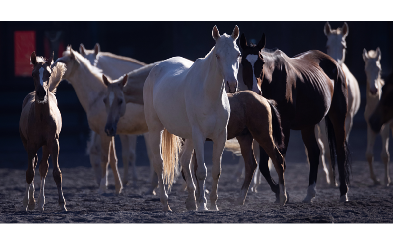 新疆野馬集團點亮絲路商貿品牌